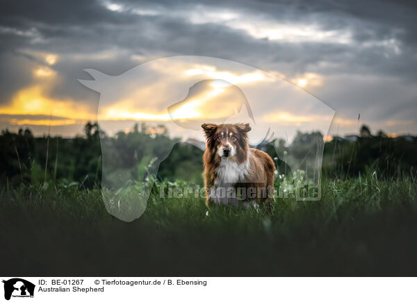 Australian Shepherd / BE-01267