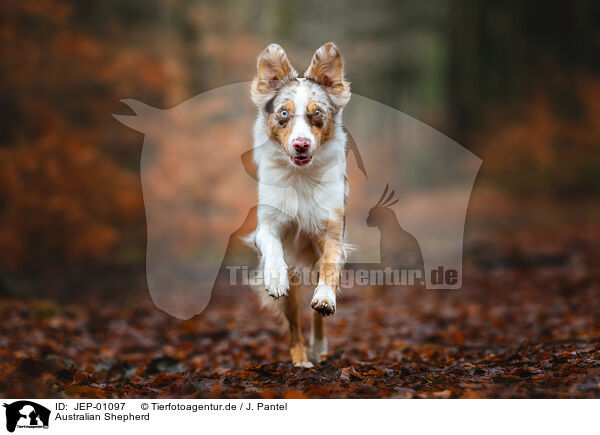 Australian Shepherd / Australian Shepherd / JEP-01097