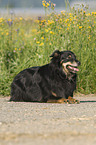 liegender Australian Shepherd