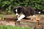 Australian Shepherd Welpe