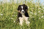 Australian Shepherd Welpe