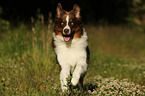 rennender Australian Shepherd