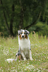 sitzender Australian Shepherd