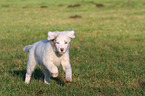rennender Australian Shepherd Welpe