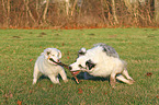 2 spielende Australian Shepherd