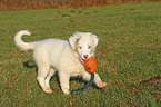 spielender Australian Shepherd Welpe