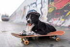 Australian Shepherd auf Skateboard