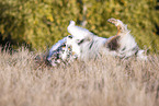 Australian Shepherd wlzt sich im Gras