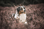 Australian Shepherd Rde