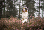 Australian Shepherd Rde