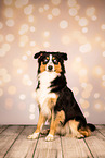 Australian Shepherd