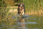 Australian Shepherd