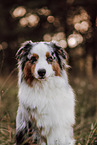 Australian Shepherd