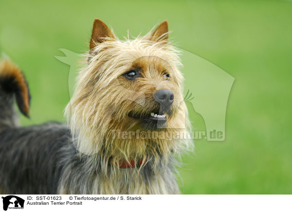 Australian Terrier Portrait / SST-01623