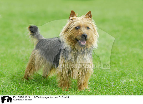 Australian Terrier / SST-01624