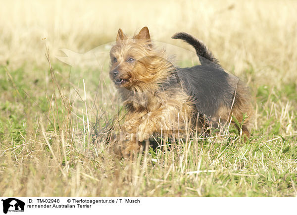 rennender Australian Terrier / TM-02948