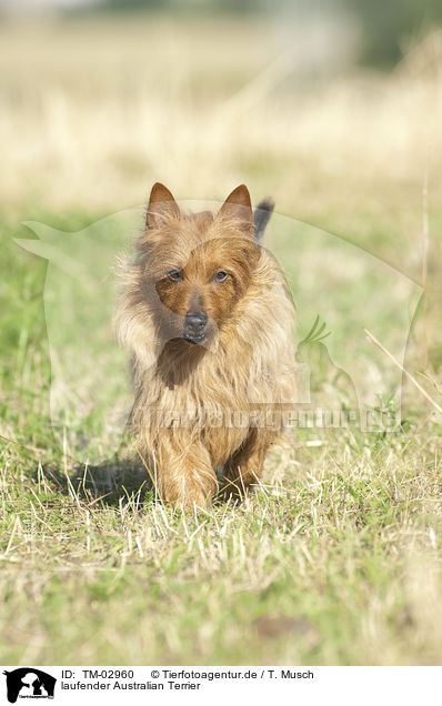 laufender Australian Terrier / walking Australian Terrier / TM-02960