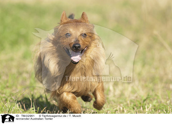 rennender Australian Terrier / running Australian Terrier / TM-02961