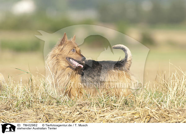 stehender Australian Terrier / standing Australian Terrier / TM-02962