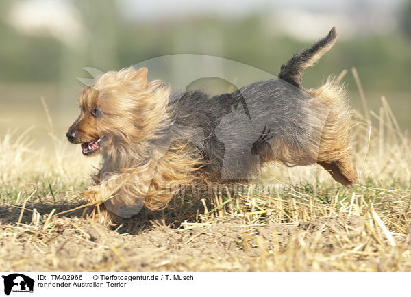 rennender Australian Terrier / running Australian Terrier / TM-02966