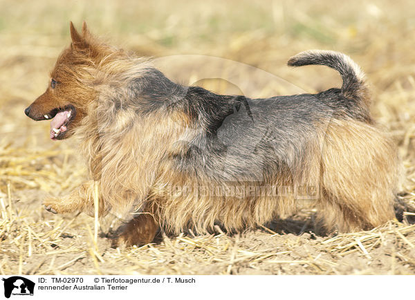 rennender Australian Terrier / TM-02970