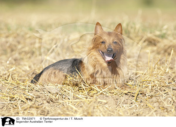 liegender Australian Terrier / lying Australian Terrier / TM-02971