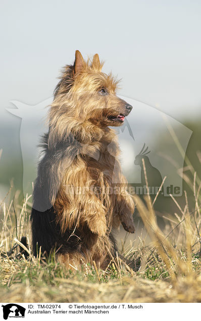 Australian Terrier macht Mnnchen / begging Australian Terrier / TM-02974