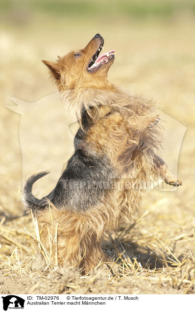 Australian Terrier macht Mnnchen / begging Australian Terrier / TM-02976