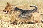 rennender Australian Terrier