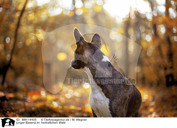 junger Basenji im  herbstlichen Wald / young Basenji in the autumn forest / MW-14405