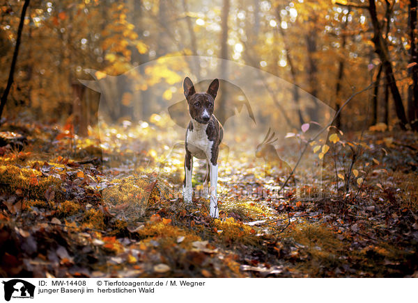 junger Basenji im  herbstlichen Wald / young Basenji in the autumn forest / MW-14408