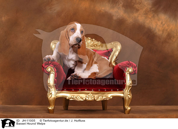 Basset Hound Welpe / Basset Hound Puppy / JH-11005