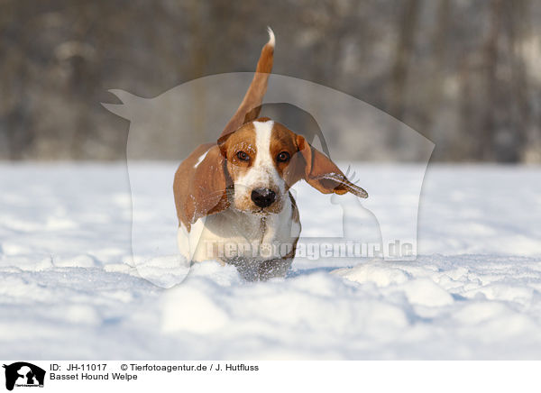 Basset Hound Welpe / Basset Hound Puppy / JH-11017