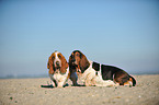 2 Basset Hounds