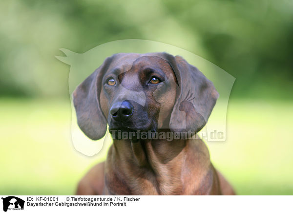 Bayerischer Gebirgsschweihund im Portrait / KF-01001