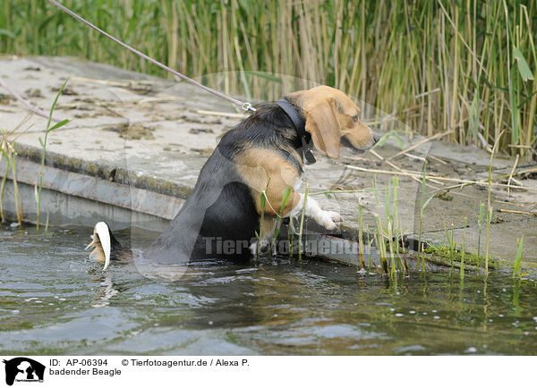 badender Beagle / AP-06394