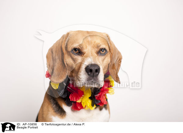 Beagle Portrait / Beagle Portrait / AP-10856