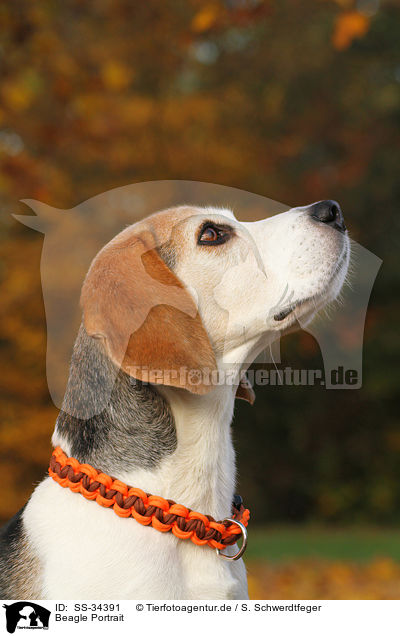 Beagle Portrait / Beagle Portrait / SS-34391