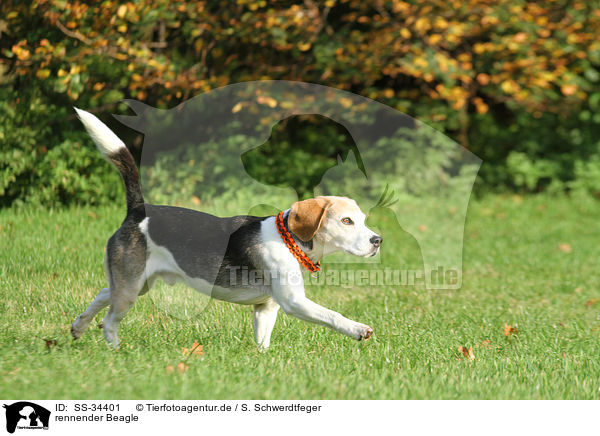 rennender Beagle / running Beagle / SS-34401