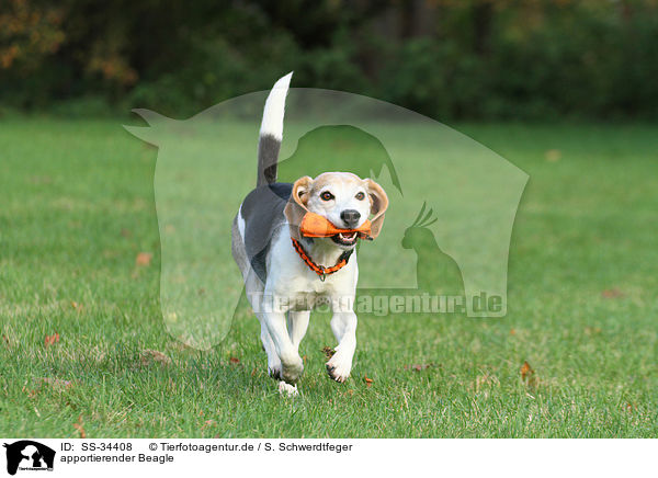 apportierender Beagle / retrieving Beagle / SS-34408