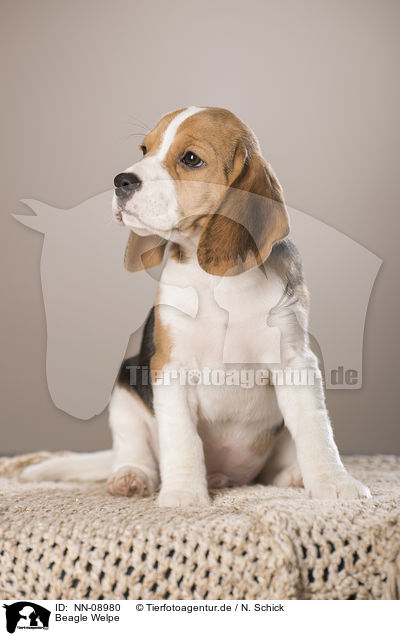 Beagle Welpe / Beagle Puppy / NN-08980