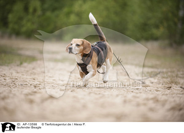 laufender Beagle / walking Beagle / AP-13598