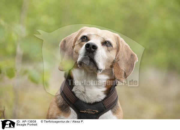Beagle Portrait / Beagle Portrait / AP-13608