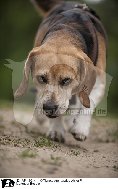 laufender Beagle / walking Beagle / AP-13614