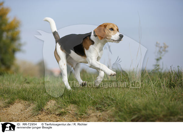 rennender junger Beagle / running young Beagle / RR-72954