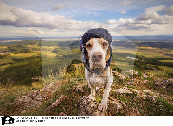 Beagle in den Bergen / Beagle in the mountains / MHO-01158