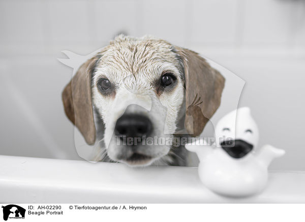Beagle Portrait / AH-02290