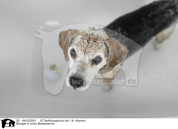 Beagle in einer Badewanne / Beagle in a bathtub / AH-02293