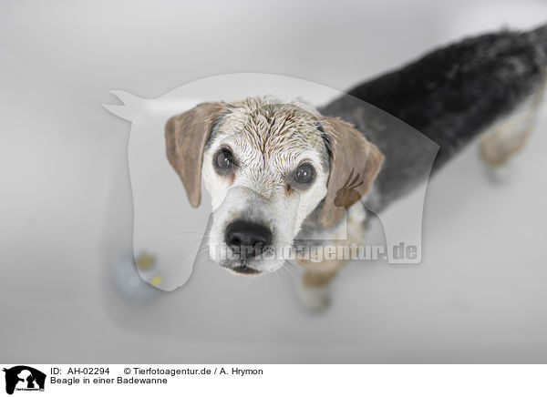Beagle in einer Badewanne / AH-02294