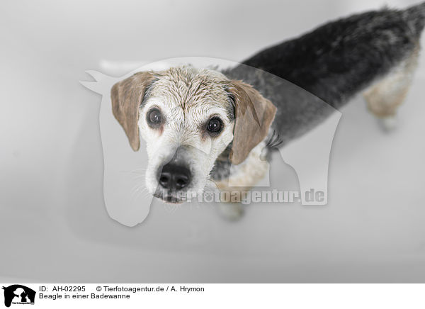 Beagle in einer Badewanne / AH-02295